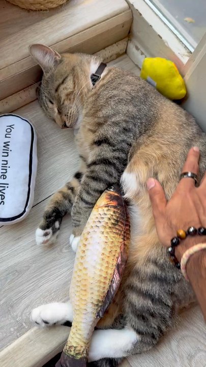Brooklyn Cat Cafe - Me petting cat - Pet Adoption Near Me - Brooklyn, New York