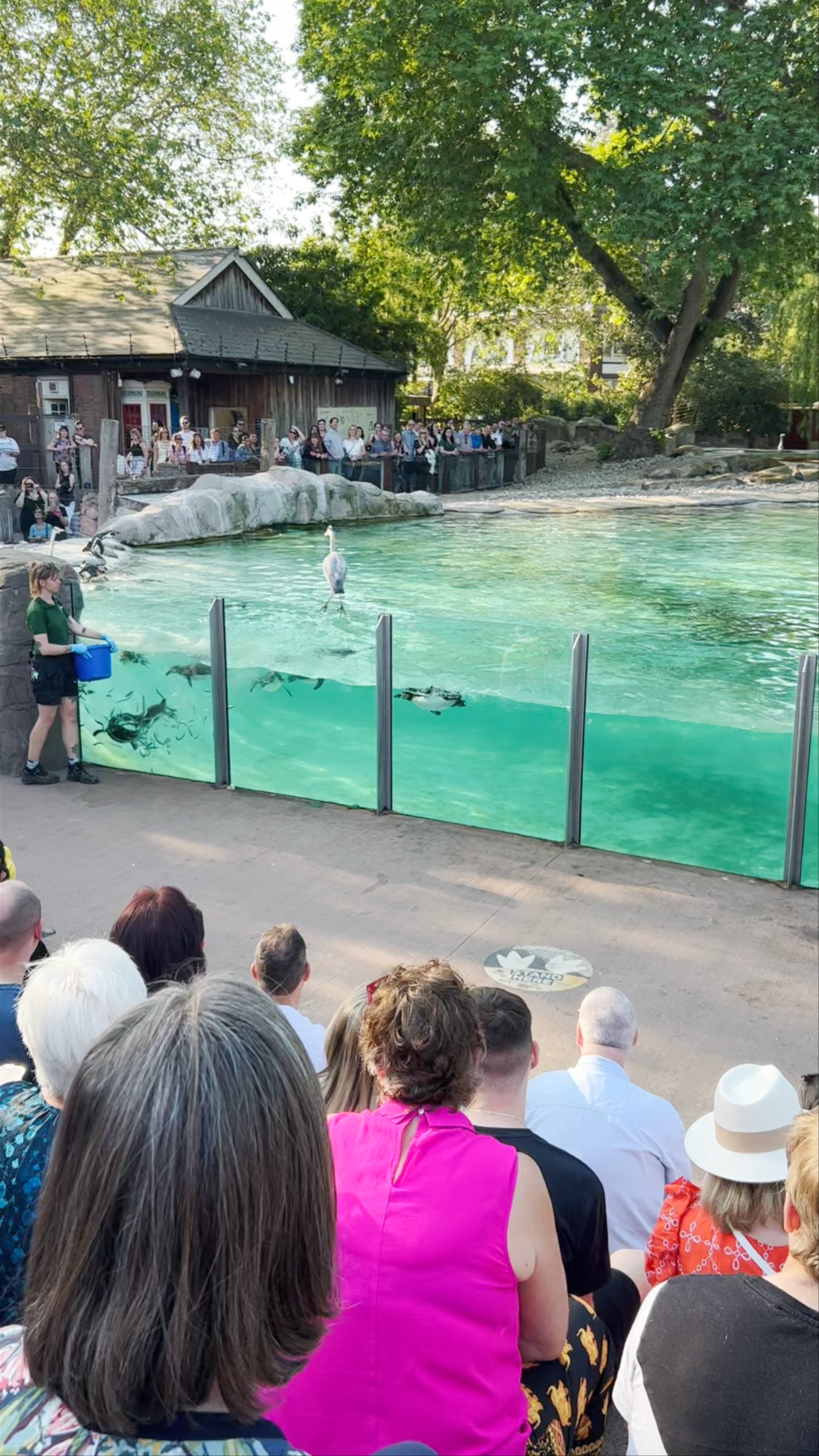 Penguin Encounter at ZSL London Zoo