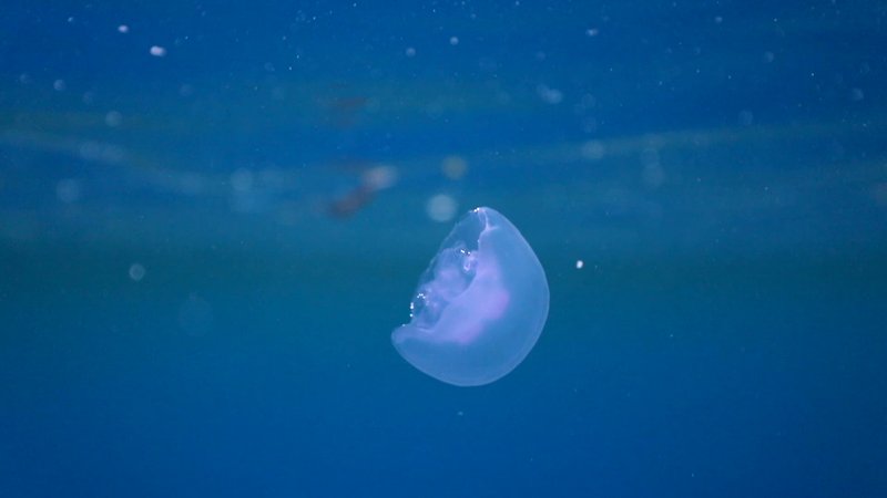 Moon Jelly  poster