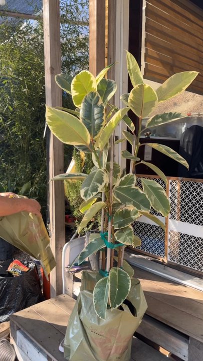 Kim's Plants - Our purchases! Rosemary - Nurseries & Gardening Near Me - Los Angeles, California