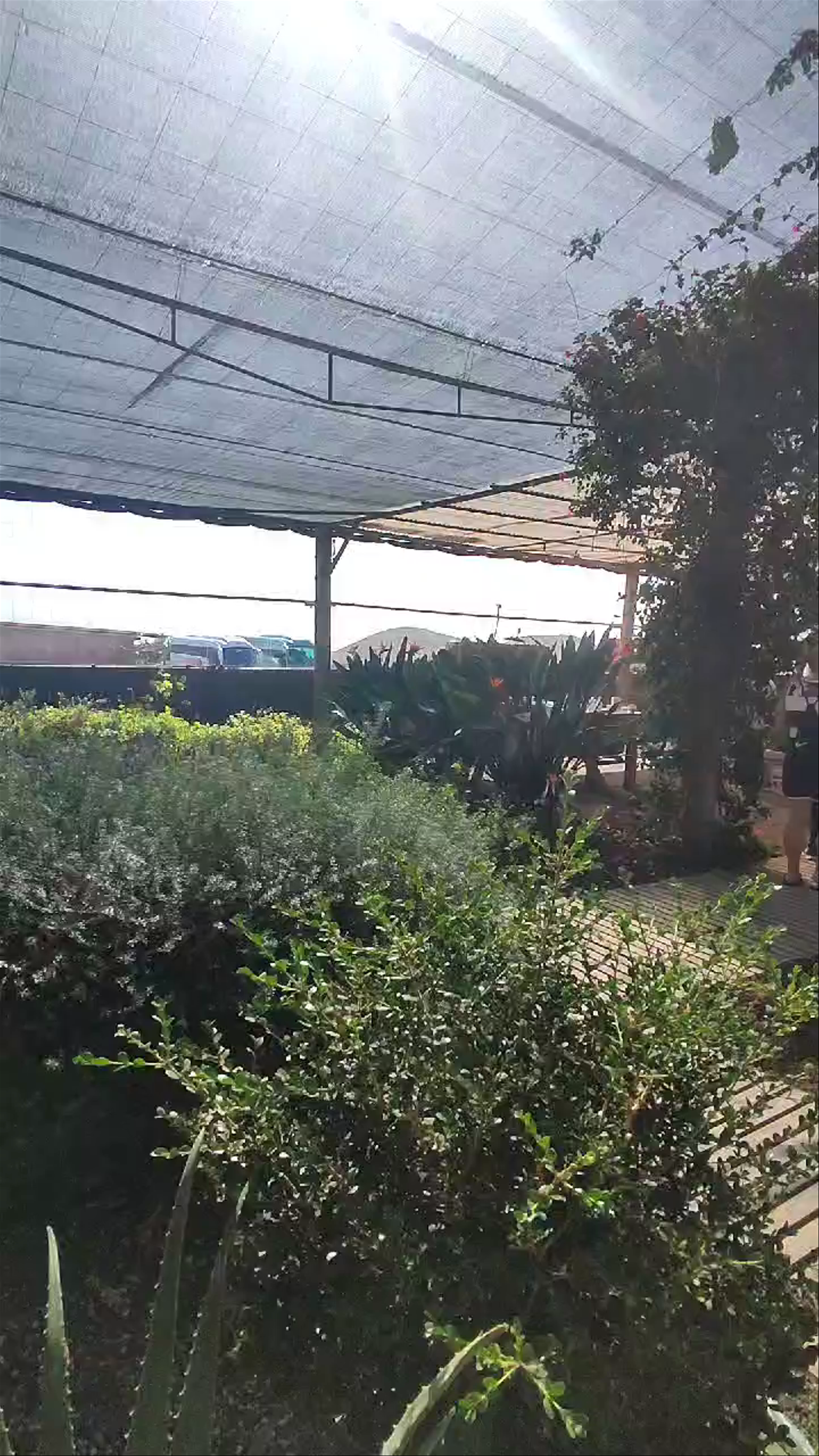 Finca Canarias Aloe Vera Güimar