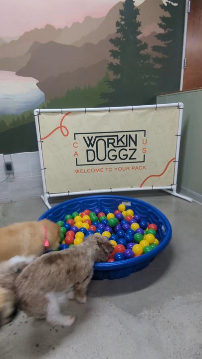 Workindoggz - Enrichment at daycare! - Dog Walkers Near Me - Hayward, California