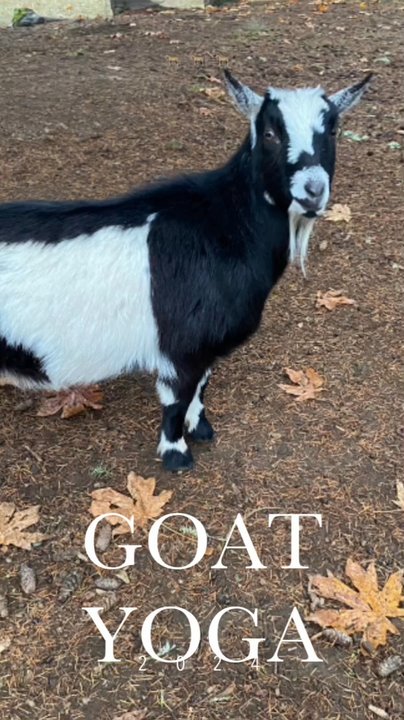 No Regrets Farm & Sanctuary - Animal Assisted Therapy Near Me - Monroe, Oregon