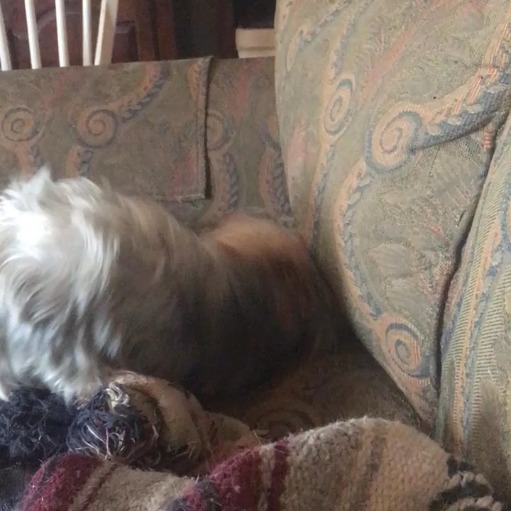 Gotta Go Pet Services - Henry busting a move! - Pet Sitting Near Me