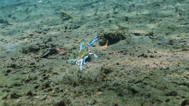 Chesapeake Blue Crab poster