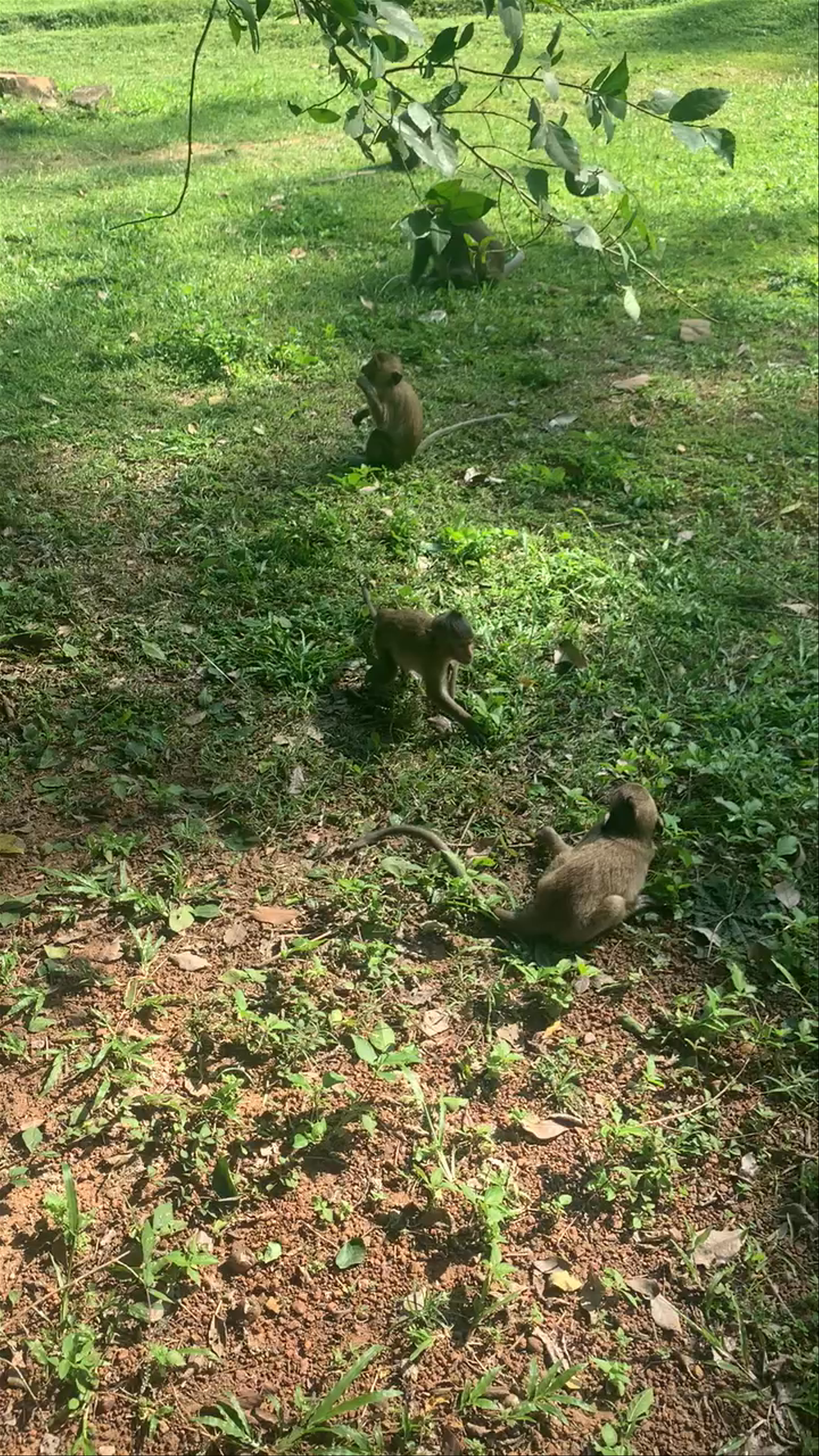 Playful Monkeys at Angkor Thom, Krong Siem Reap, Cambodia