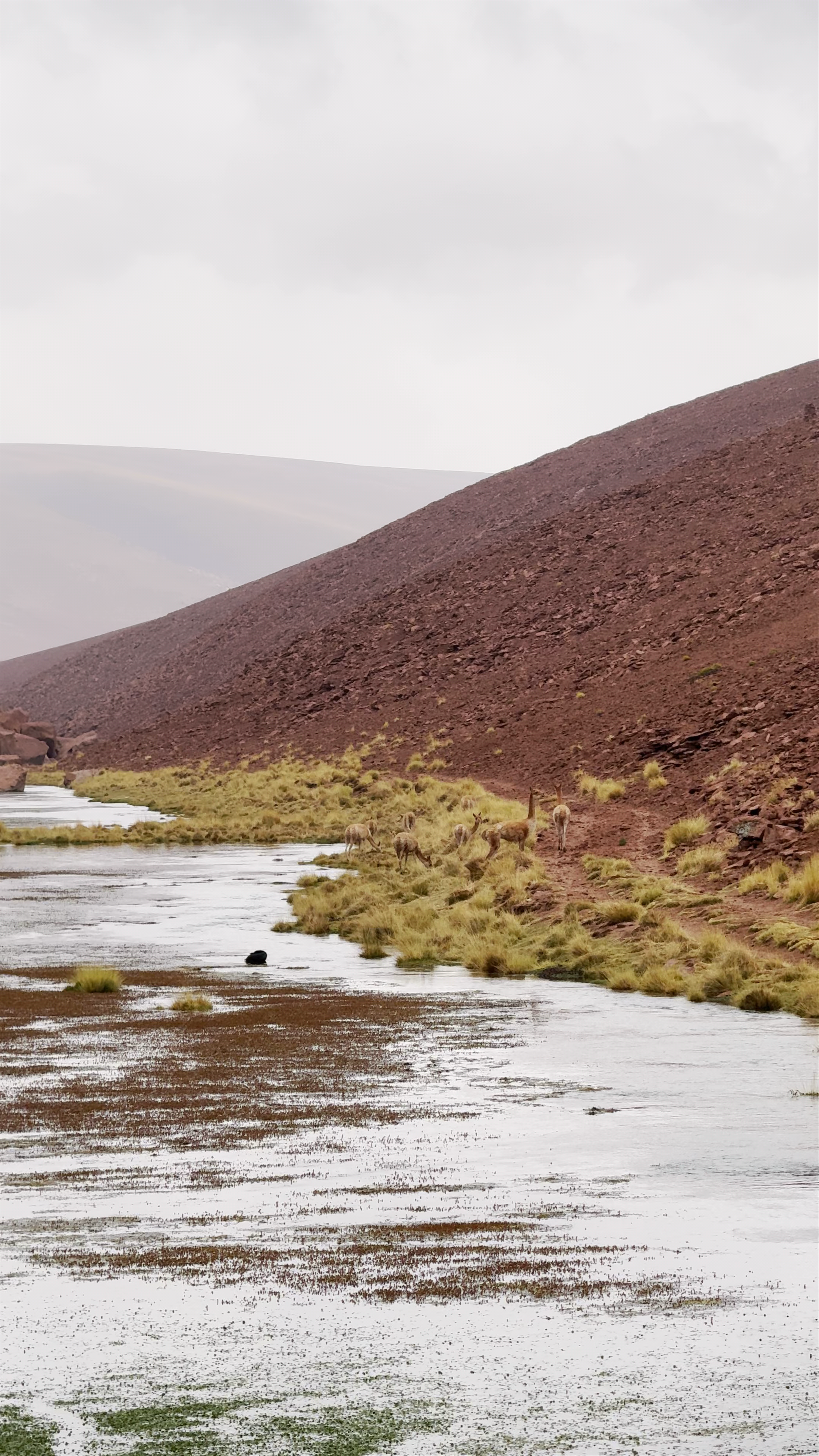 Vado Río Putana - Río Putana