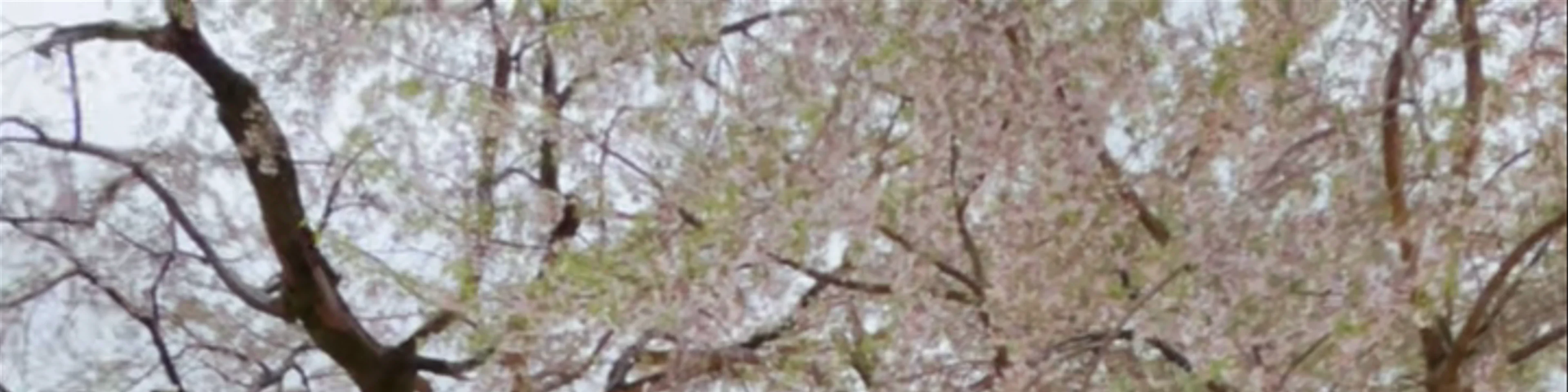 Maruyama Park