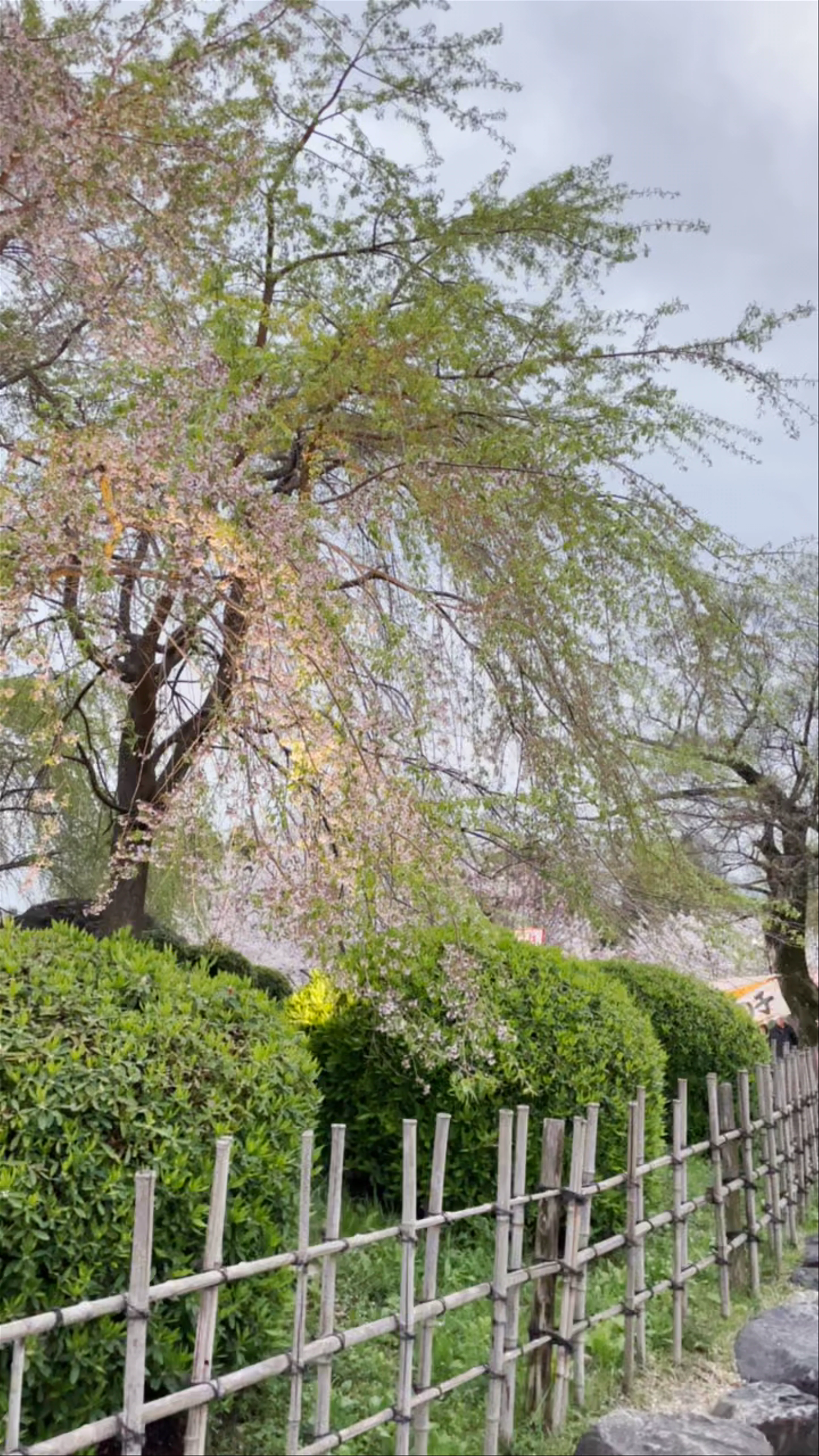 Maruyama Park, Maruyamachō, Higashiyama Ward, Kyoto, Japan