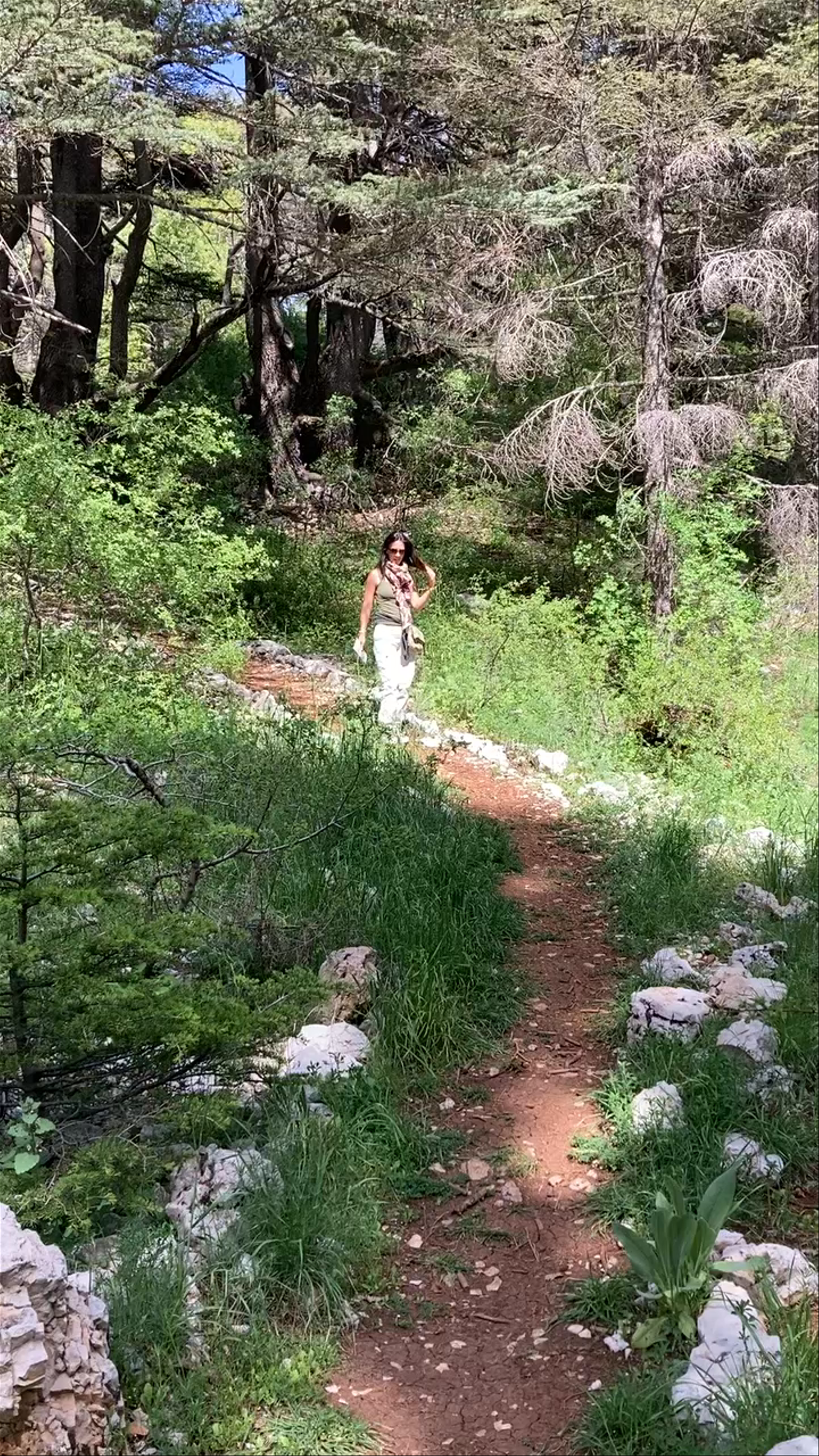 Tannourine Cedar Reserve