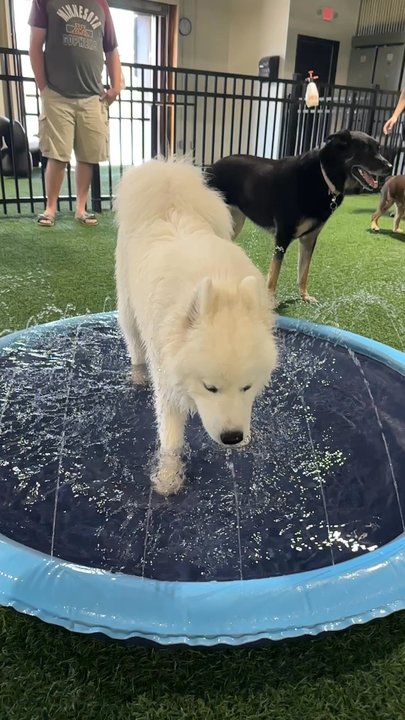 Brew Park - Dog Parks Near Me - Plymouth, Minnesota