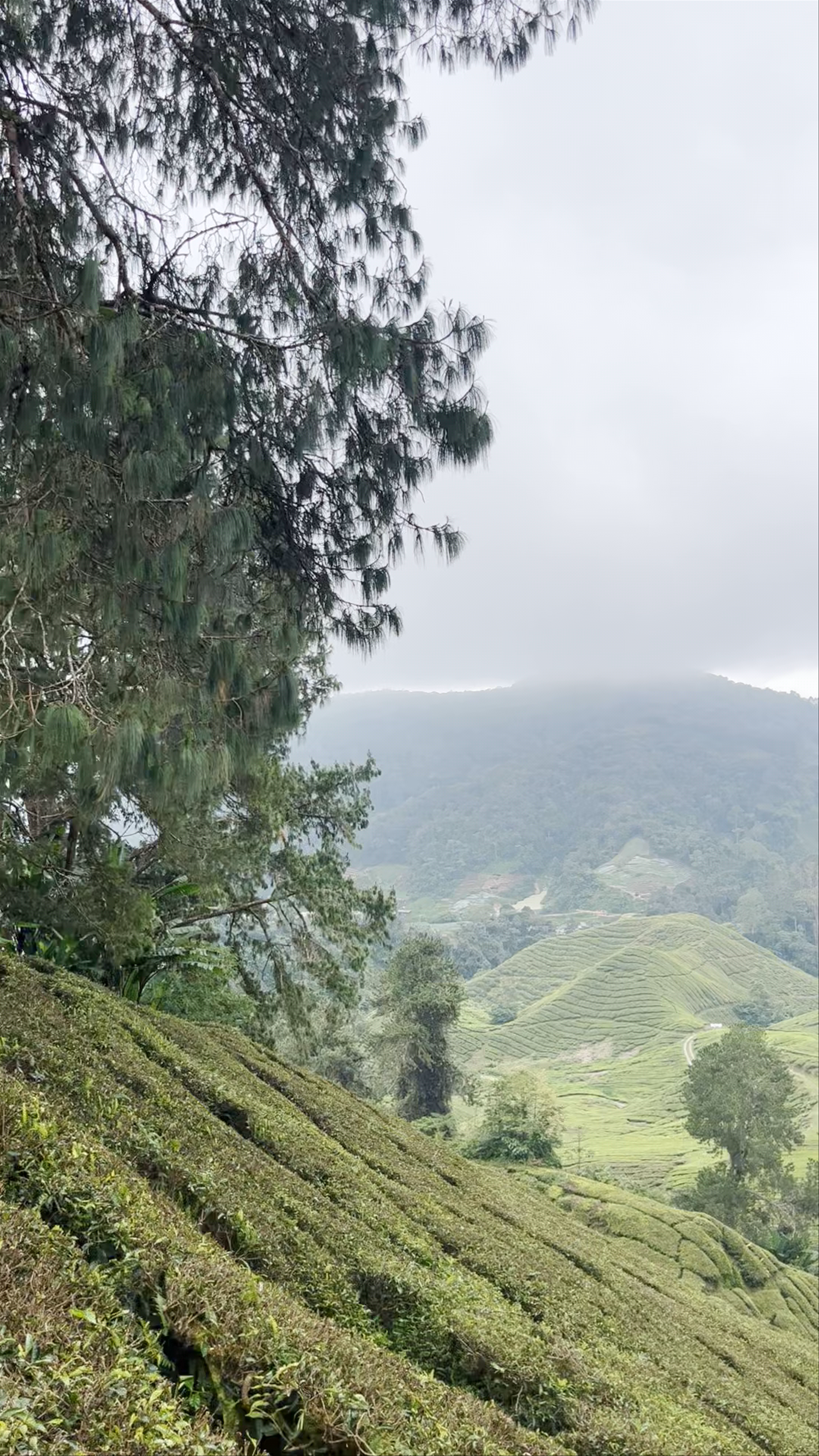 Cameron Valley Tea House 1