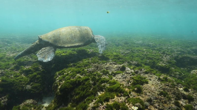 Green Sea Turtle poster