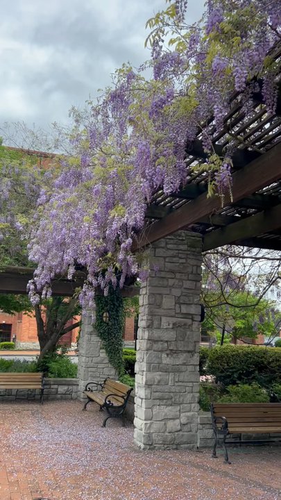 Franklin Square - A gorgeous Japanese wisteria! It smells amazing when it's blooming. - Parks Near Me
