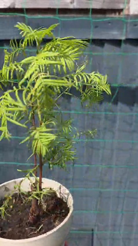 Metasquoia trees