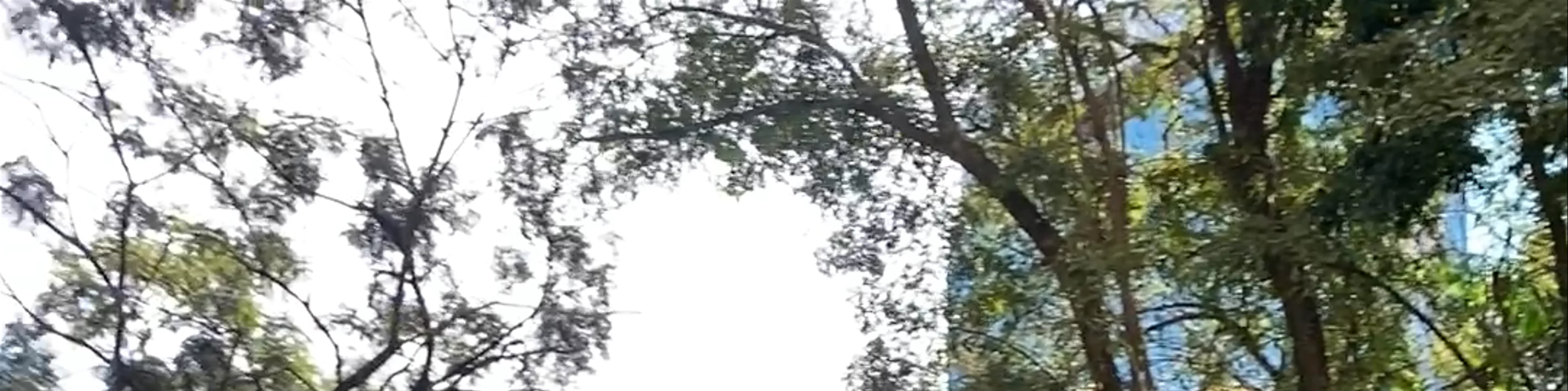 Parque Tenente Siqueira Campos - Trianon - Peixoto Gomide Street - Cerqueira César