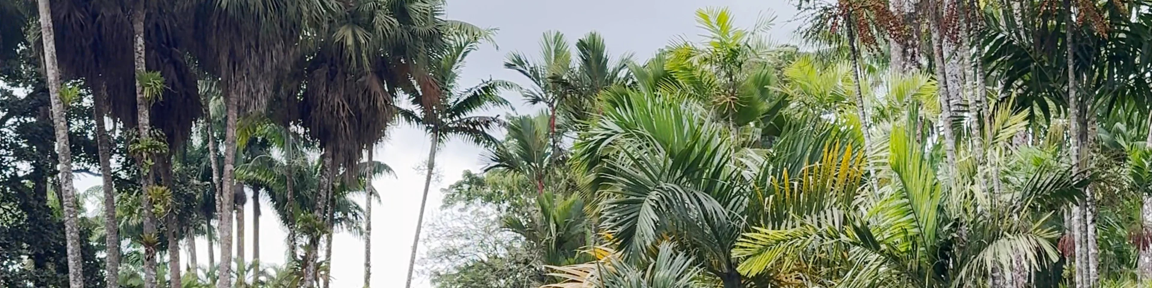 Jardin De Balata