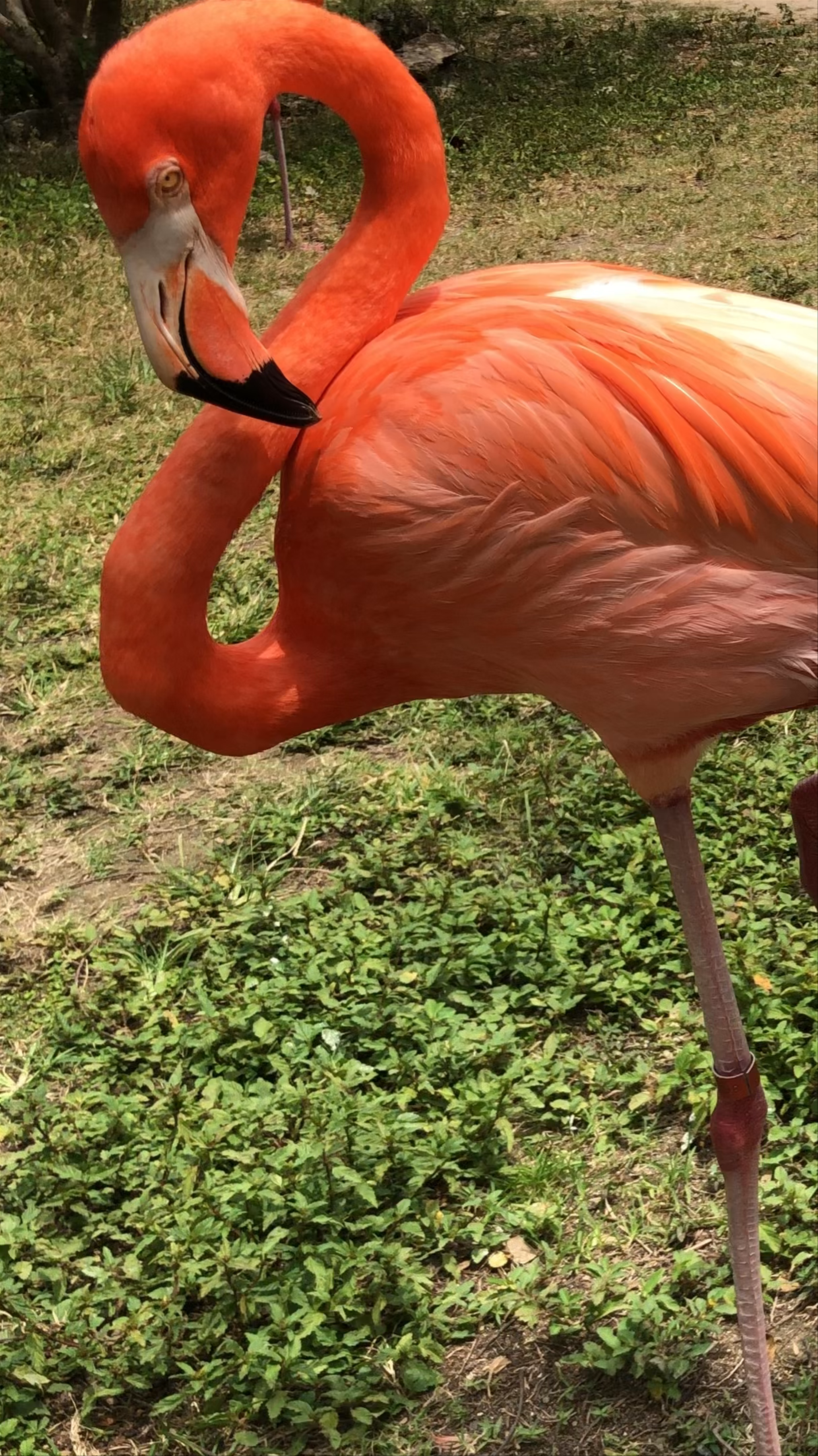 Ardastra Gardens & Wildlife Conservation Centre