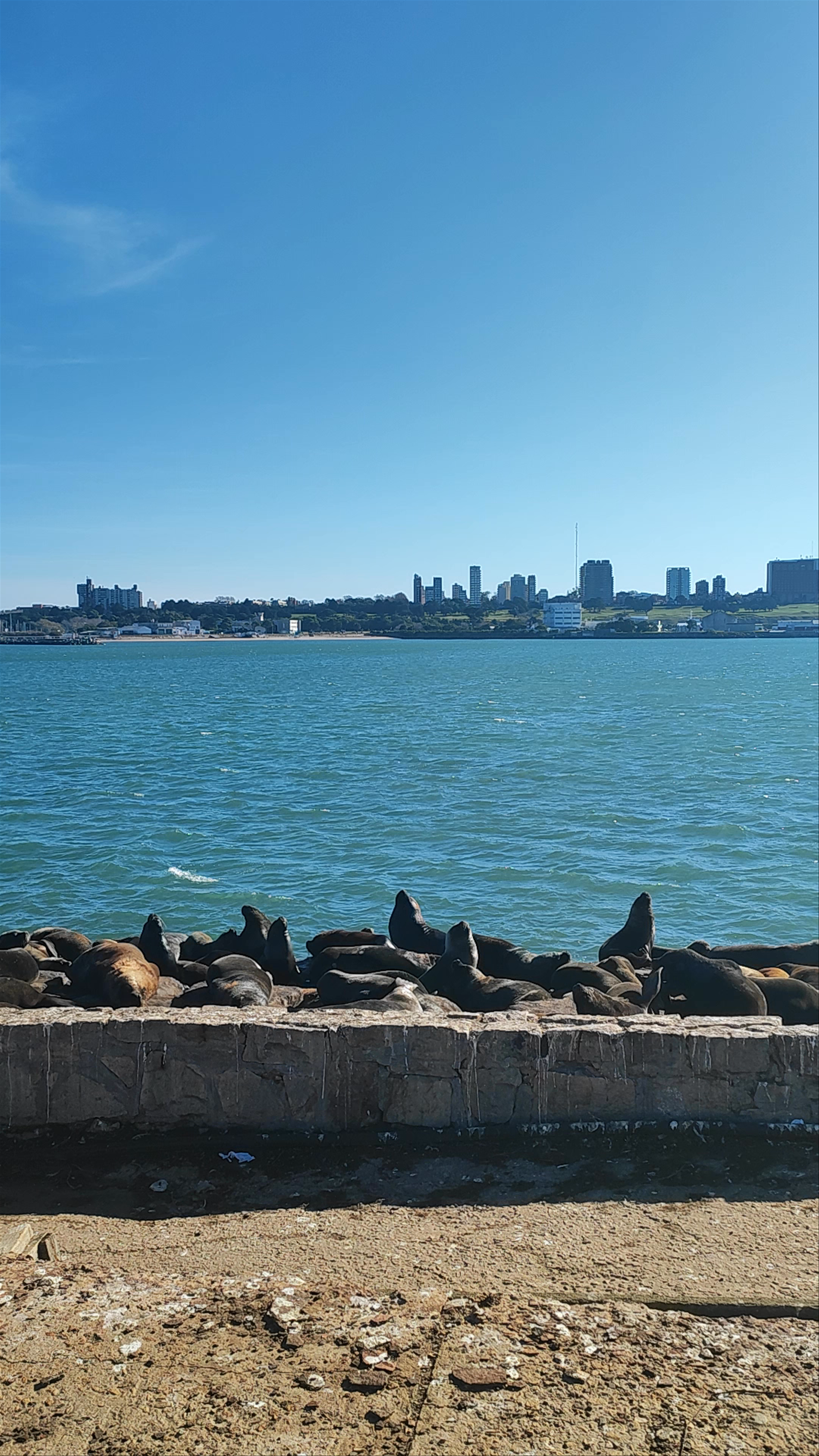 Sea lion reserve of the port of Mar del Plata