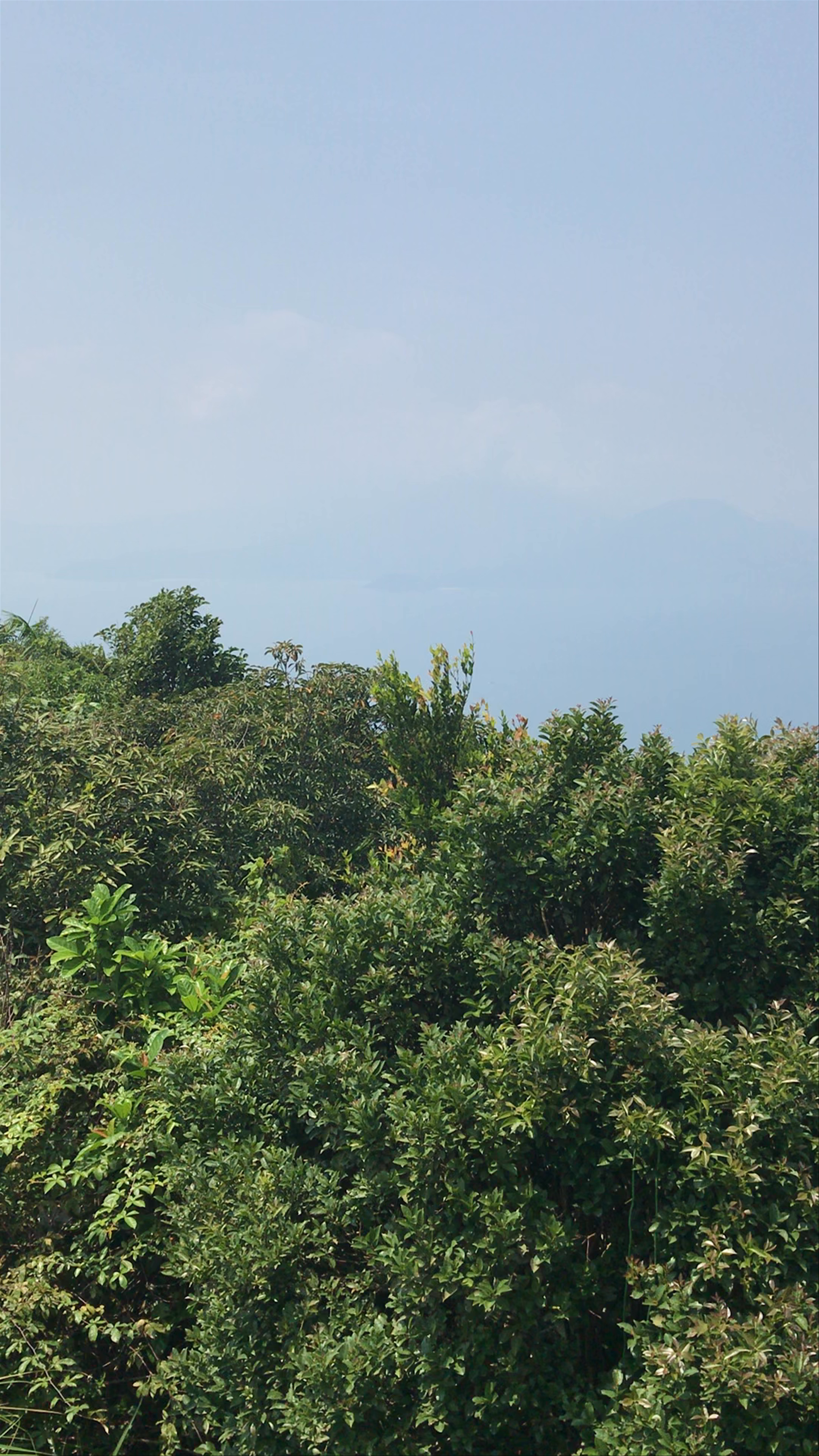 Nhà Vọng Cảnh: Serene Forest Views Over Da Nang Bay