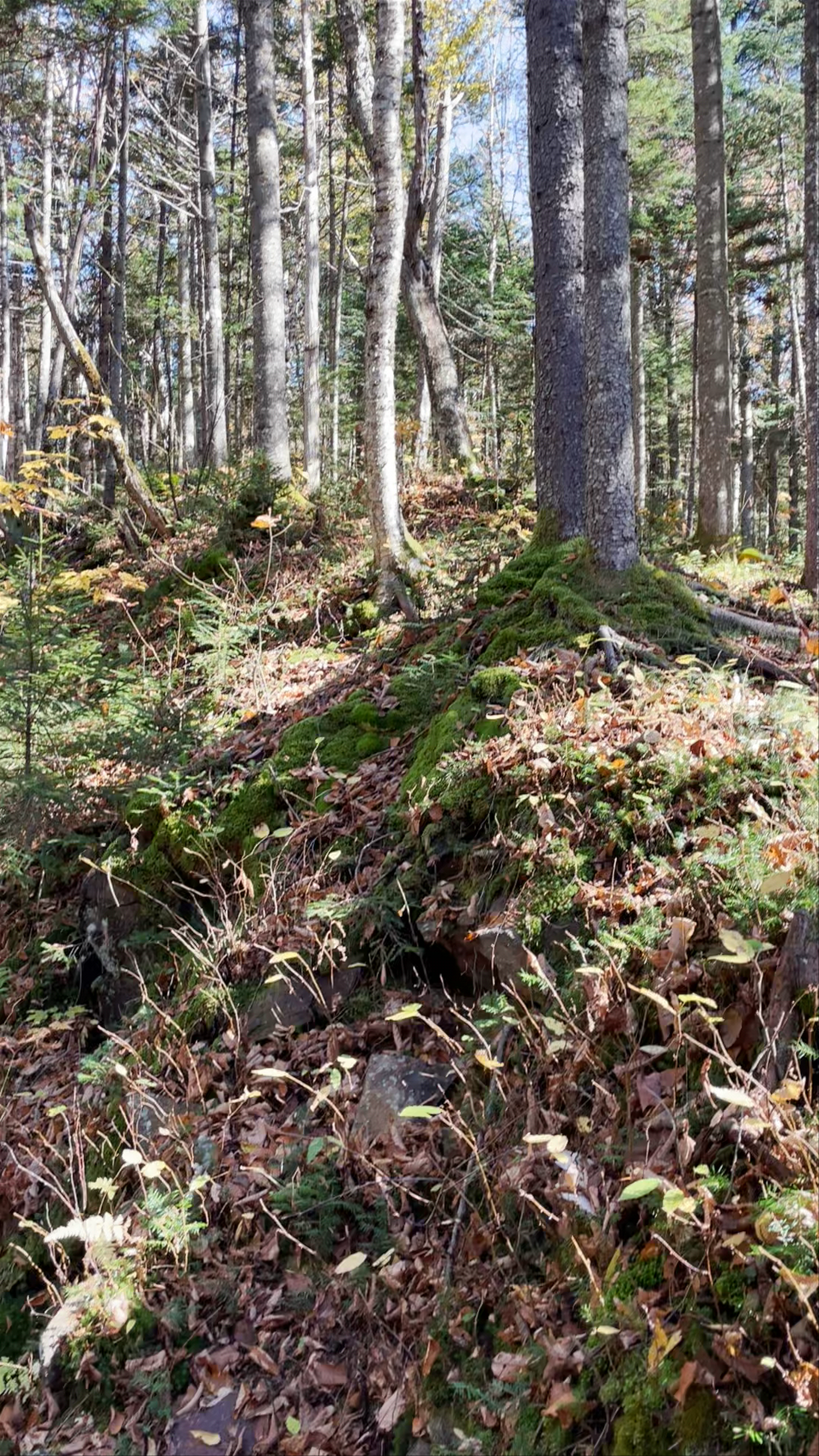 Parc national du Mont-Mégantic (provincial park)