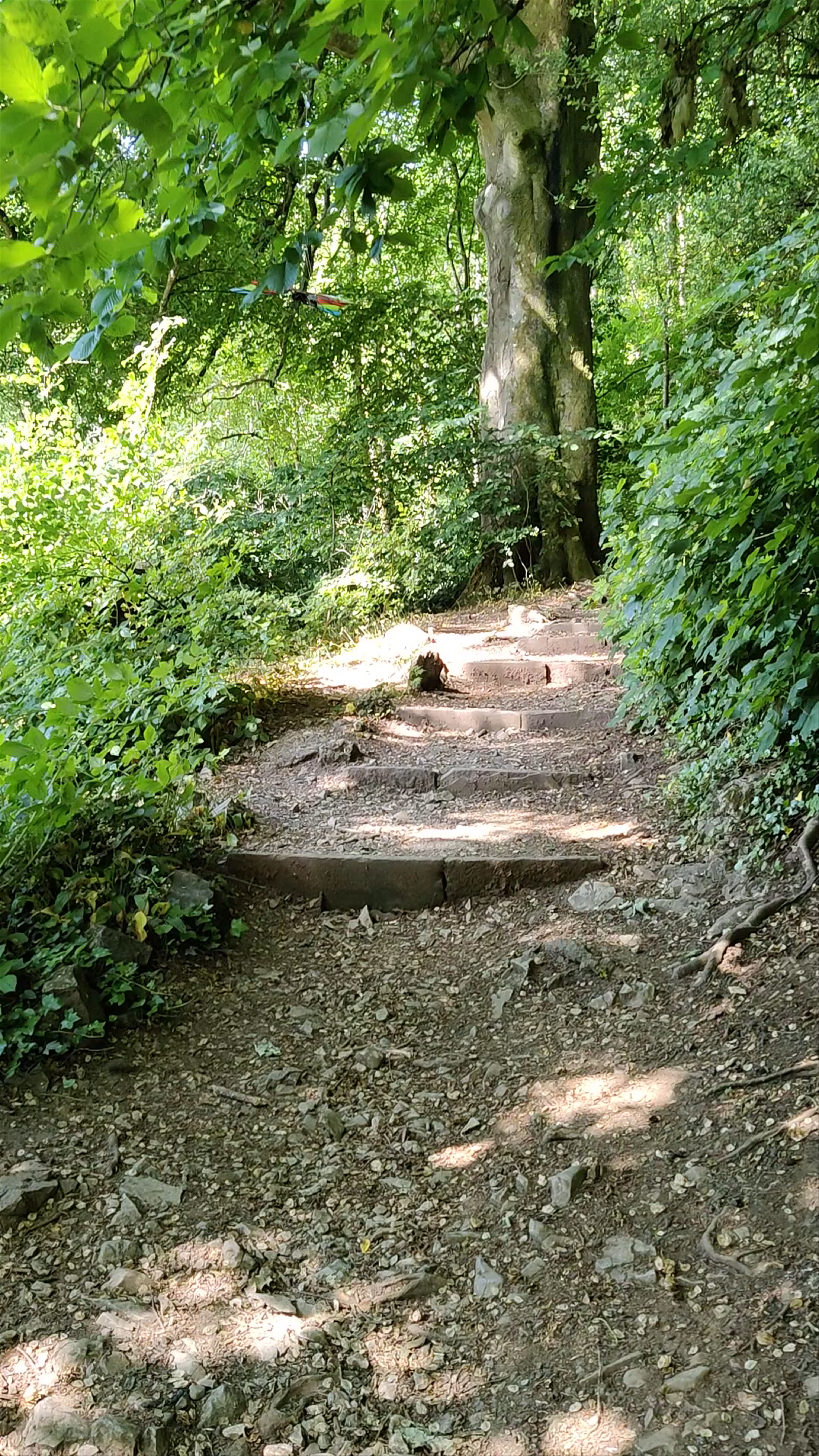 Serpentine Woods