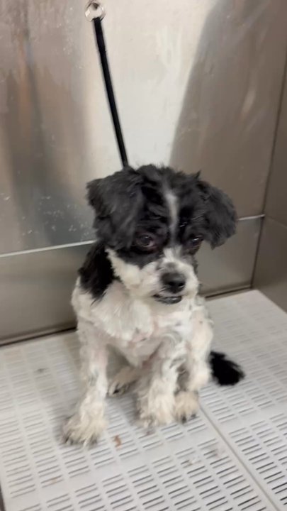 Canine College - DJ's Debute - Pet Sitting Near Me - Holbrook, Massachusetts