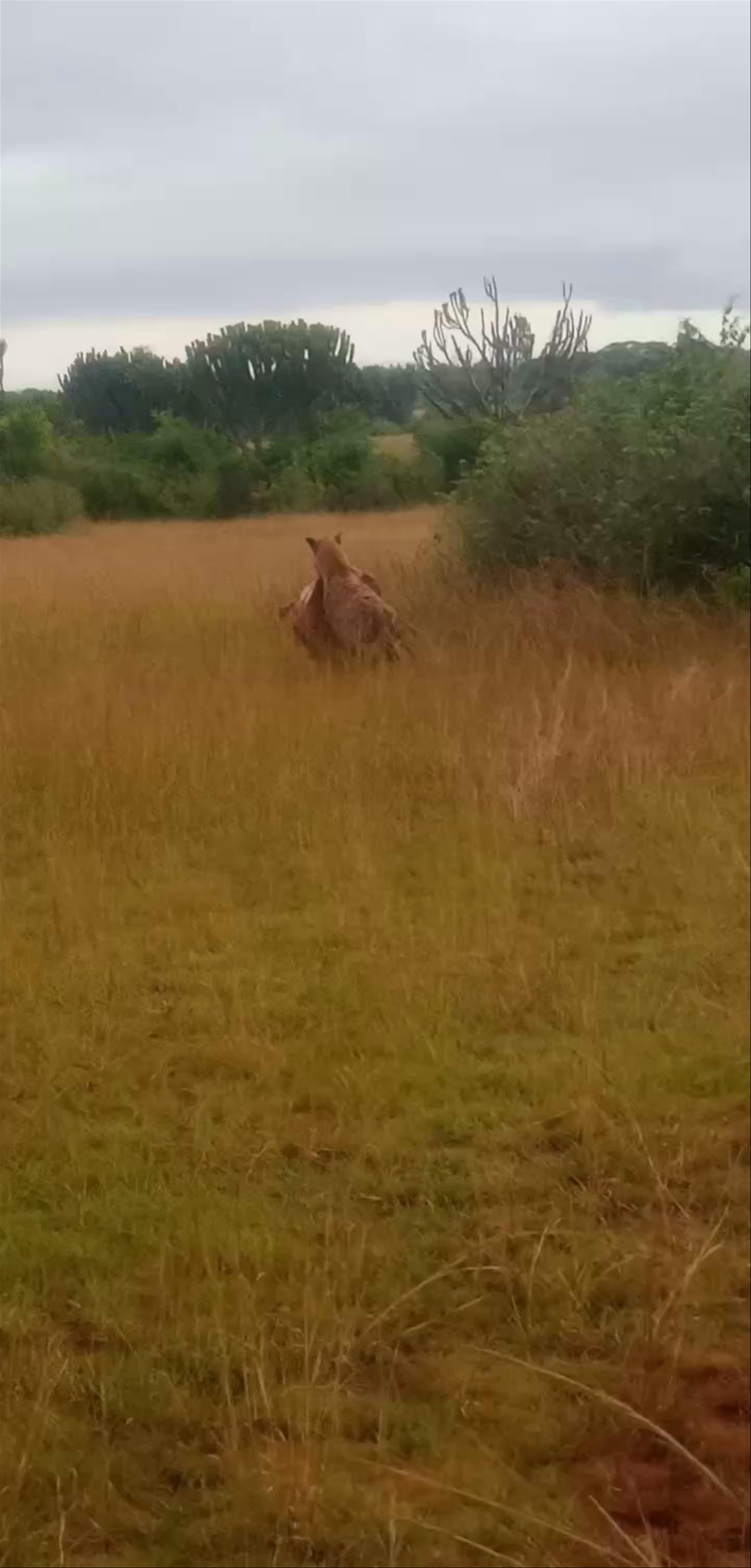Queen Elizabeth National Park