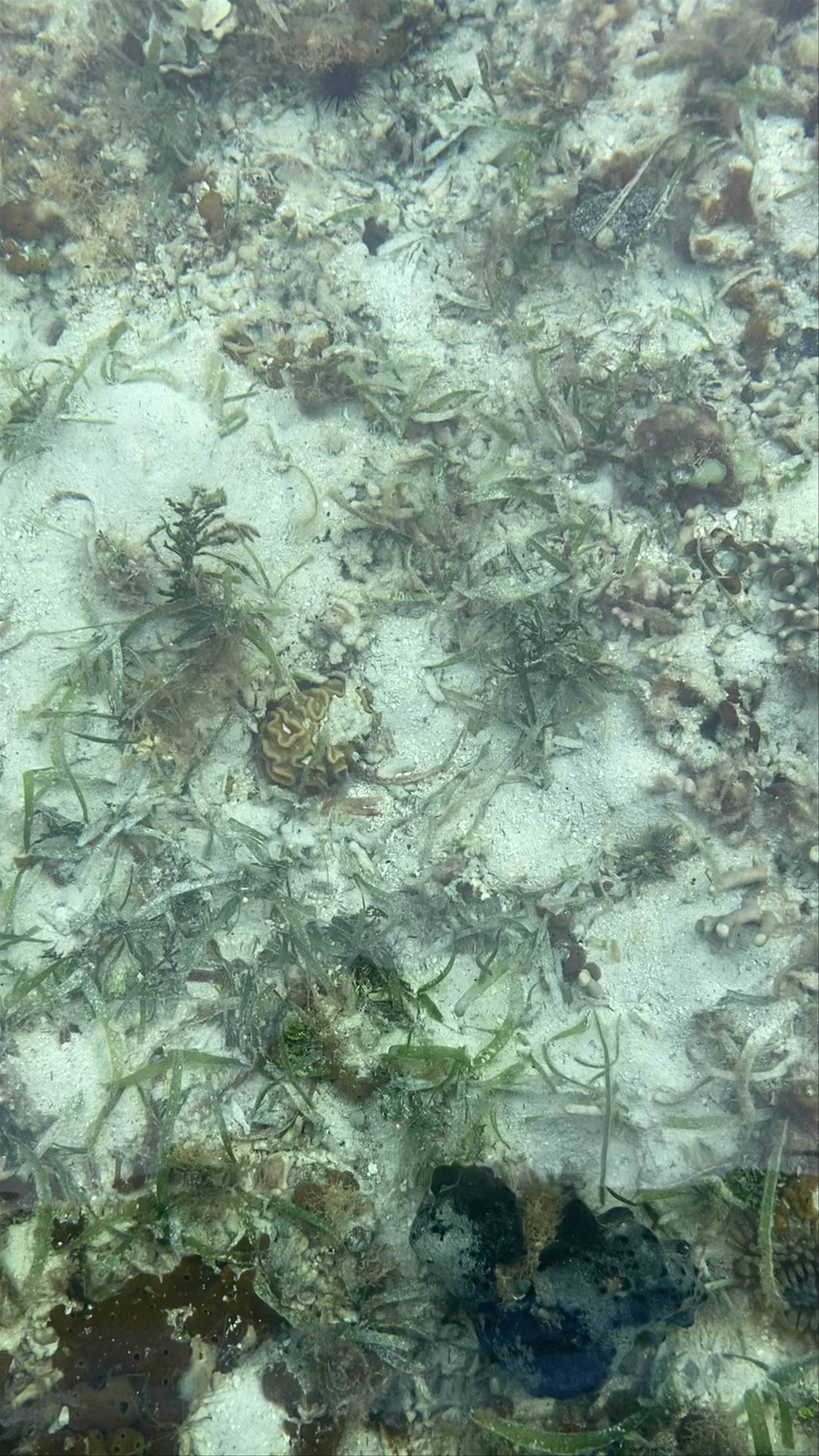 Starfish Beach