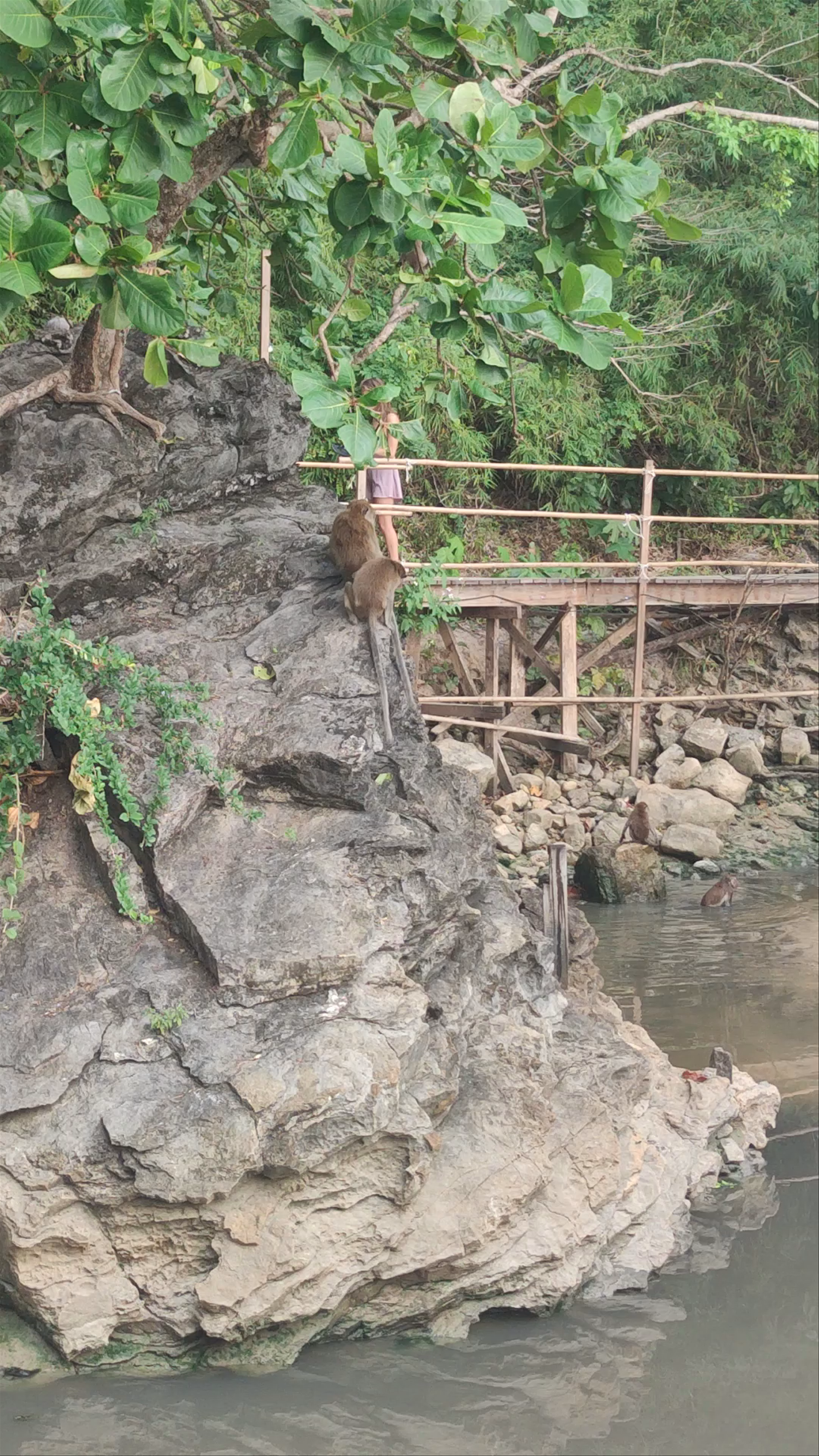 Monkey Trail Adventure at Ao Nang, Krabi, Thailand