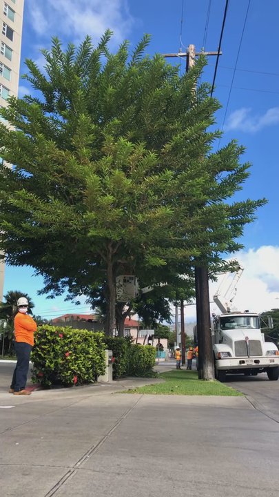 The Tree People - Tree Services Near Me - Honolulu, Hawaii