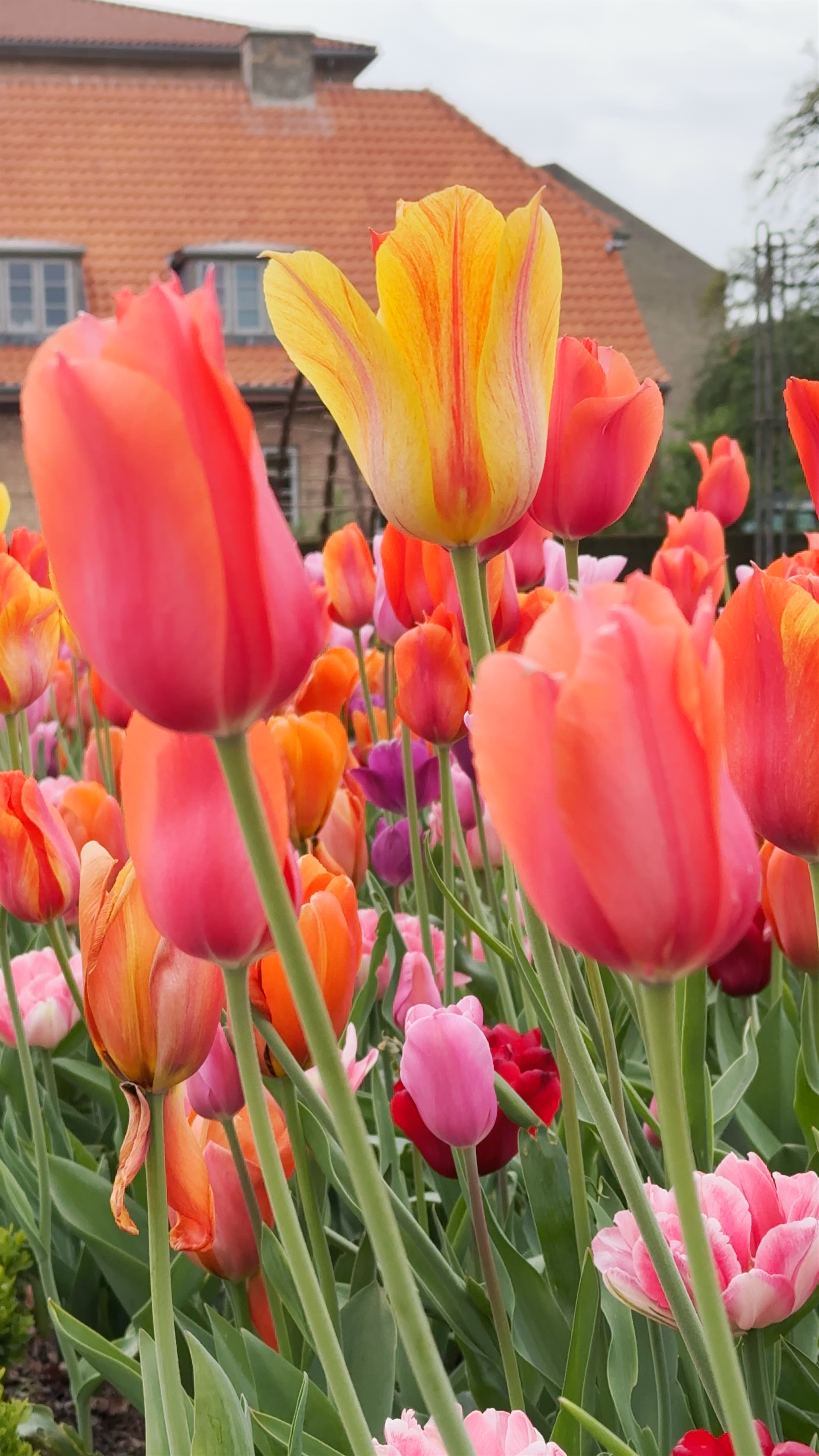 Springtime Tulip Blooms at Landbohøjskolens Have, Frederiksberg