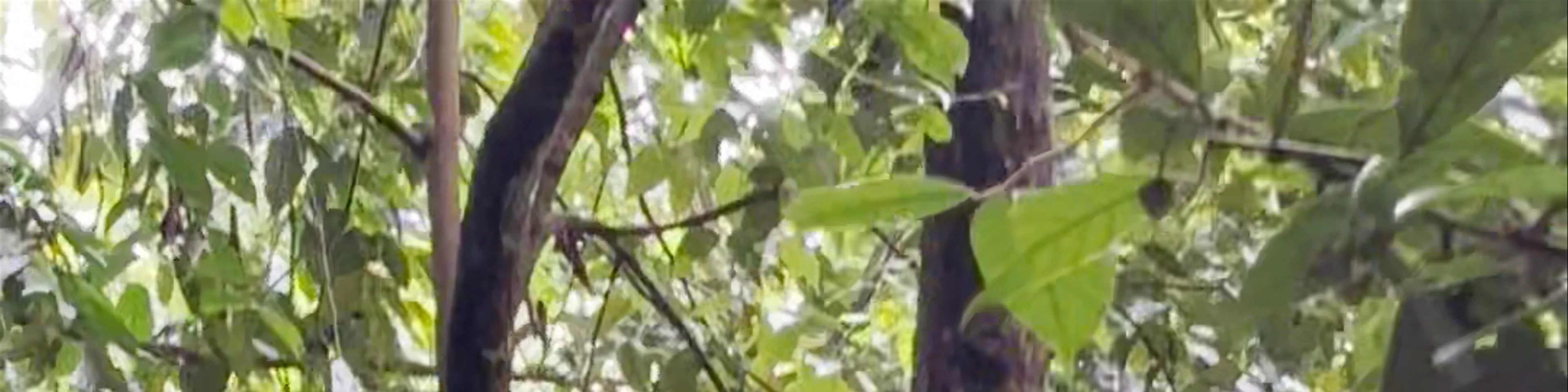 Bukit Lawang