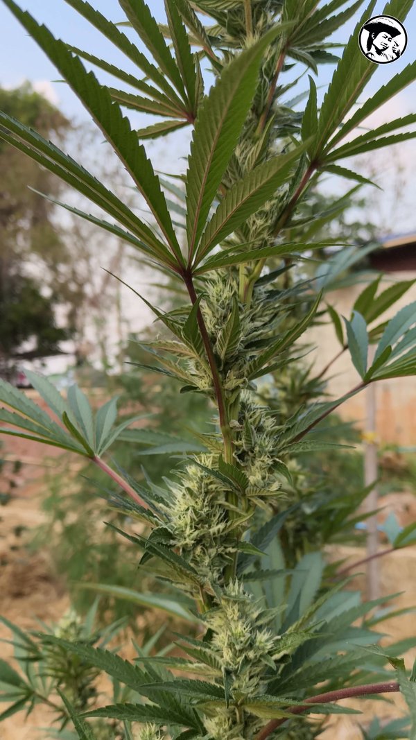 Goji Prem - Feb 2026