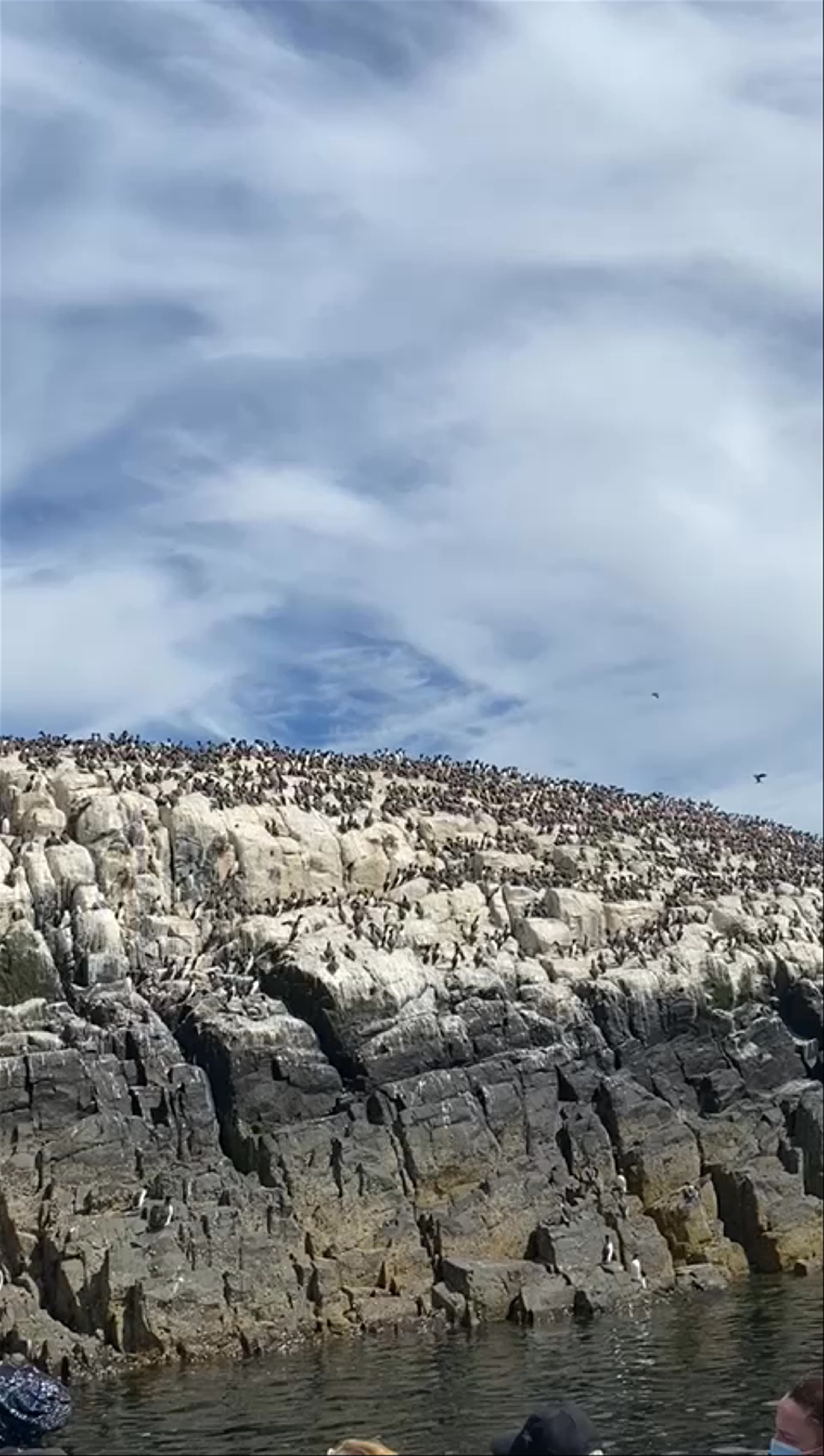 Wildlife and Serenity at Farne Islands, United Kingdom