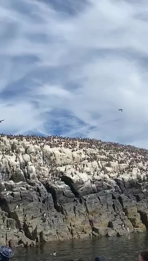 Farne Island Puffins & Razorbills
