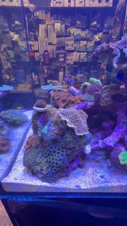 Bio Reef - Aquarium Services Near Me - Jacksonville, Florida