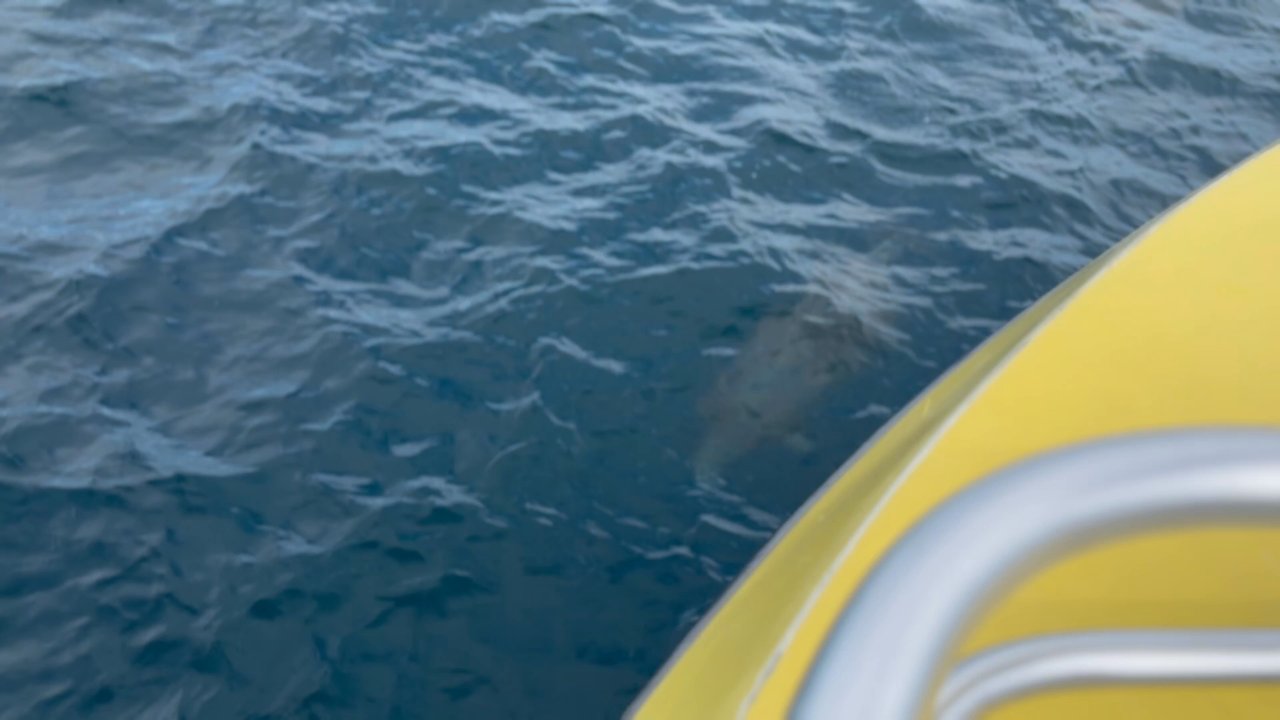 AJ's Water Adventures - The dolphins swam right next to the boat!! The crew is so great about making sure you see dolphins! So fun! - Boat Charters Near Me - Destin, Florida