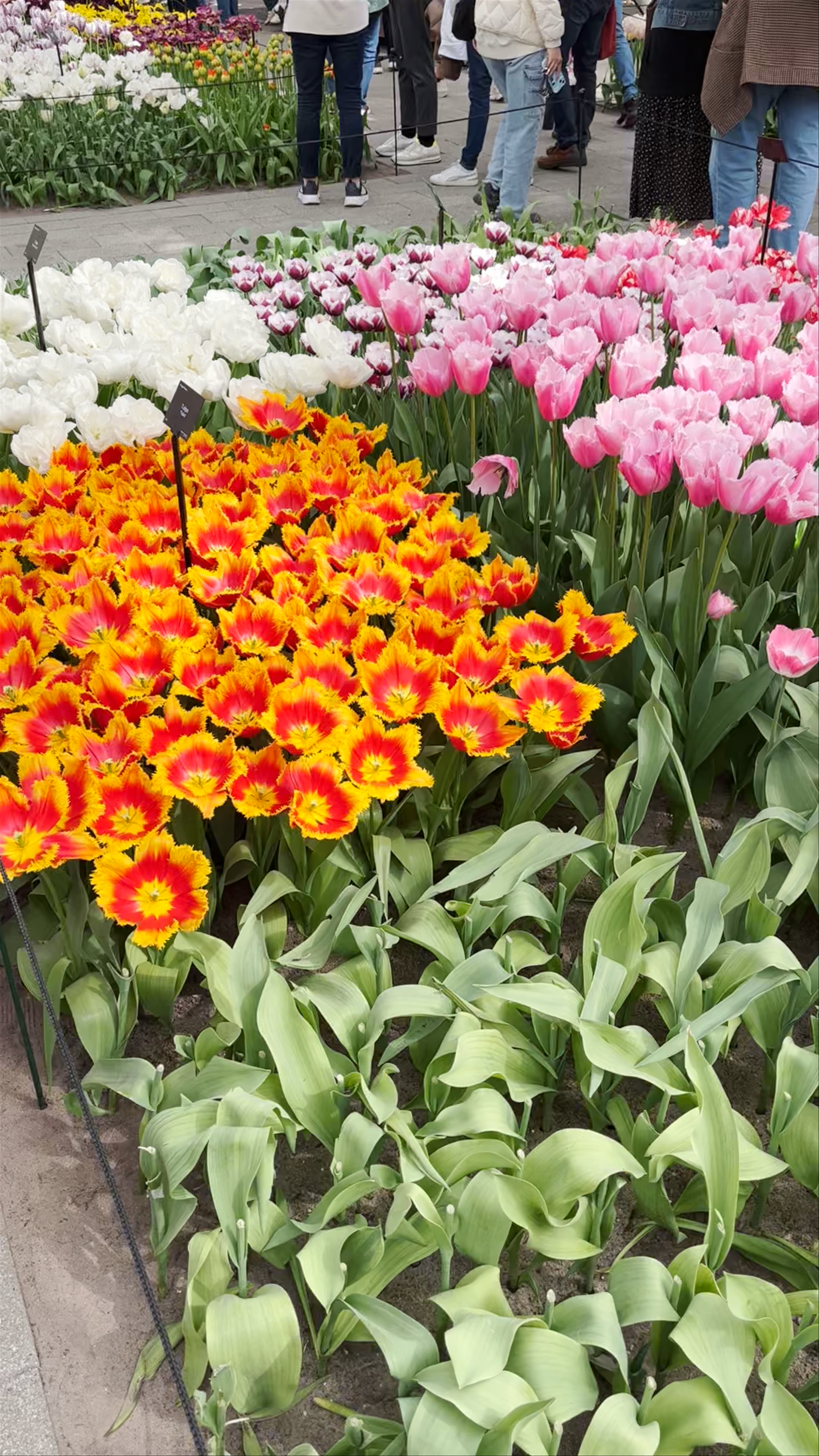 Willem-Alexander paviljoen