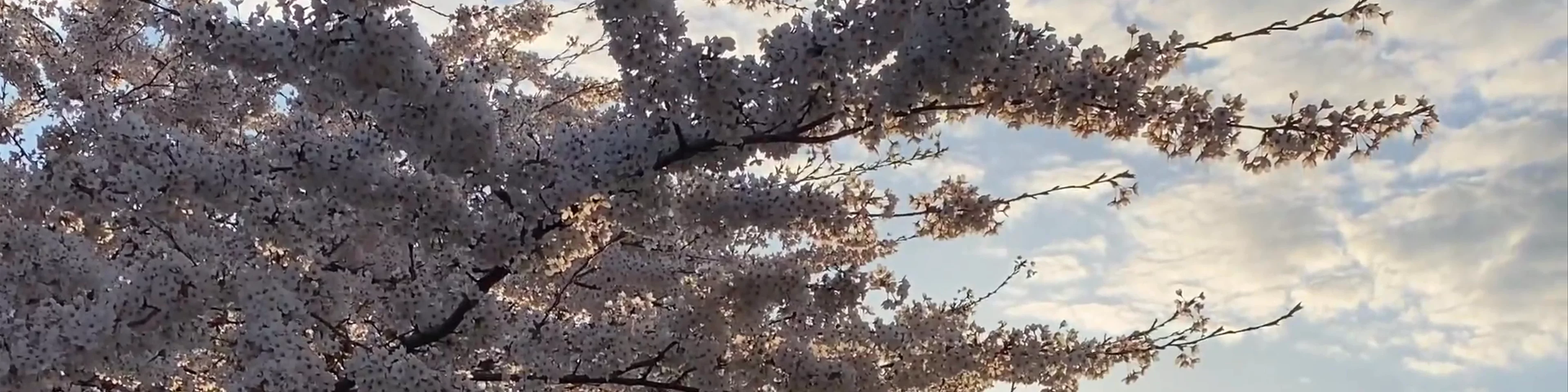 Gefionspringvandet