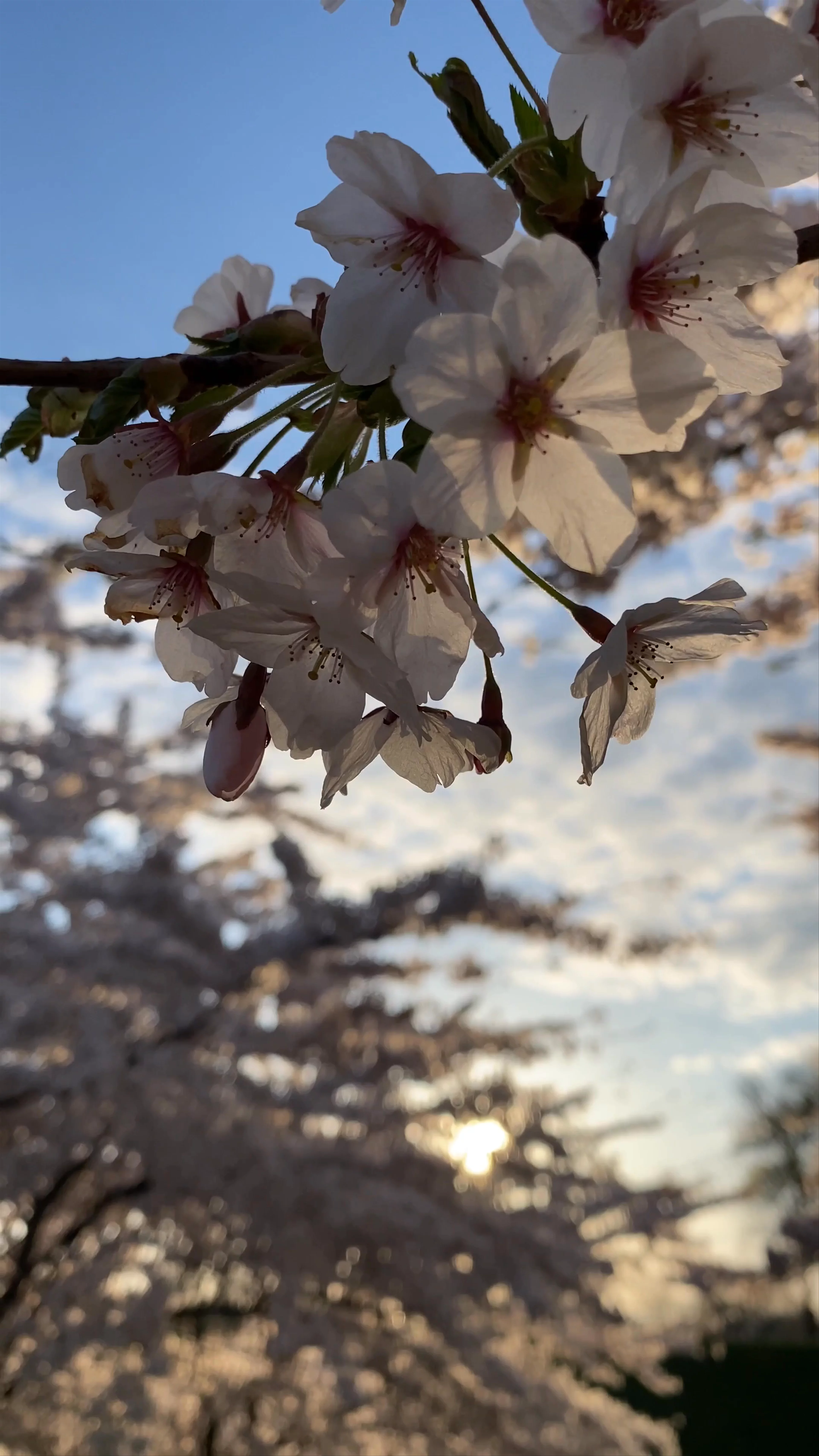 Gefionspringvandet