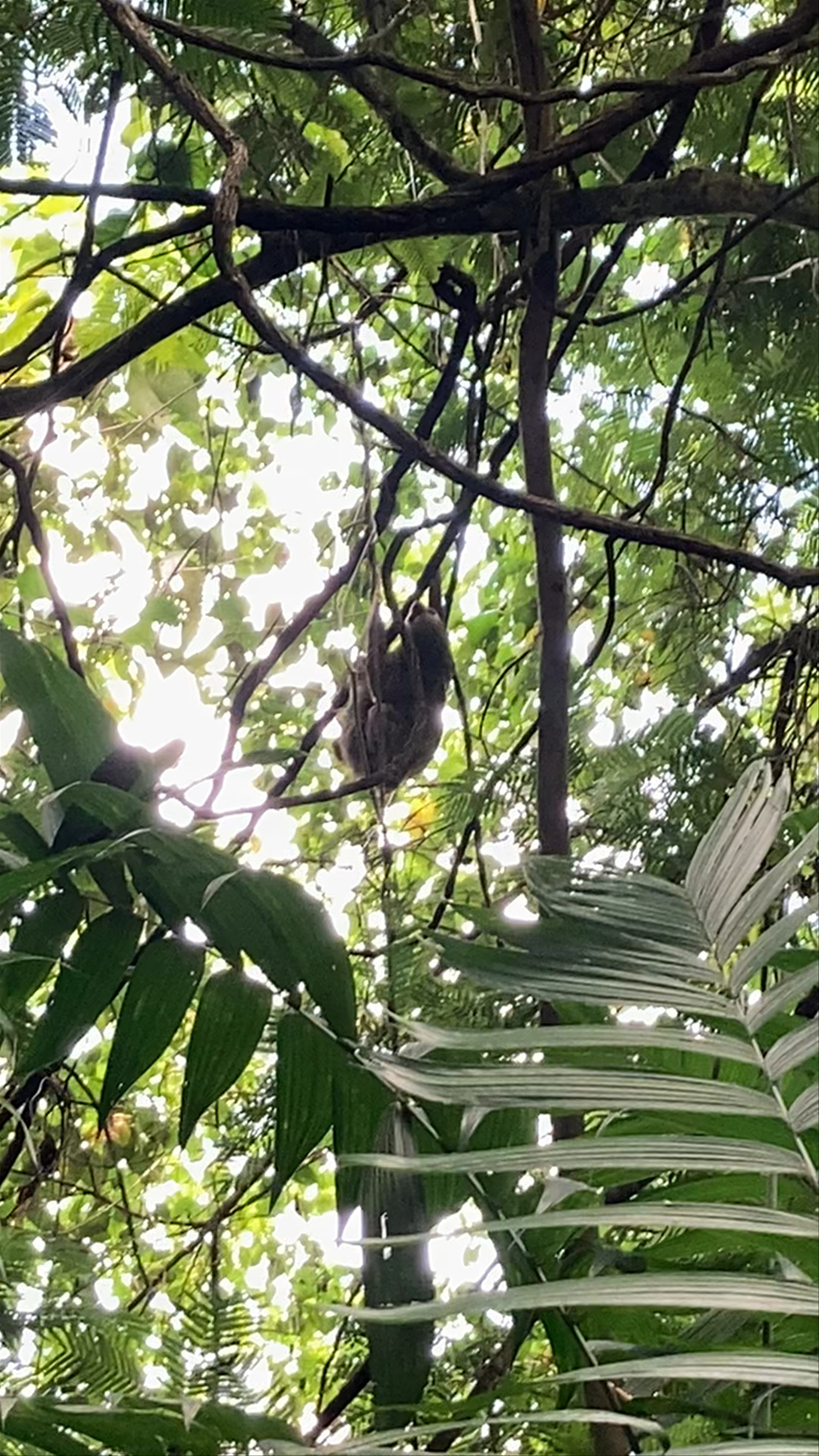 Sloth Watching Trail La Fortuna