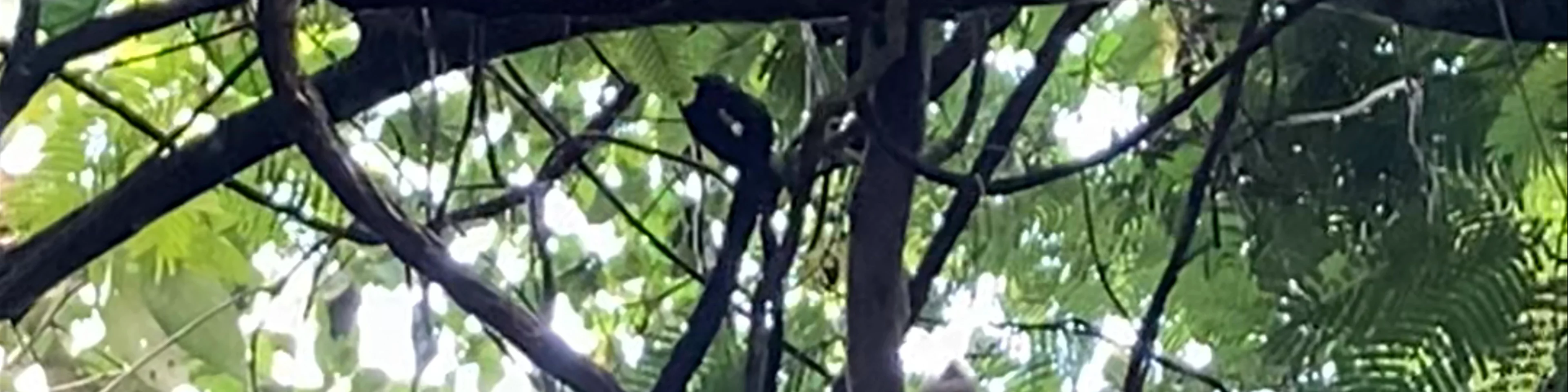 Sloth Watching Trail La Fortuna