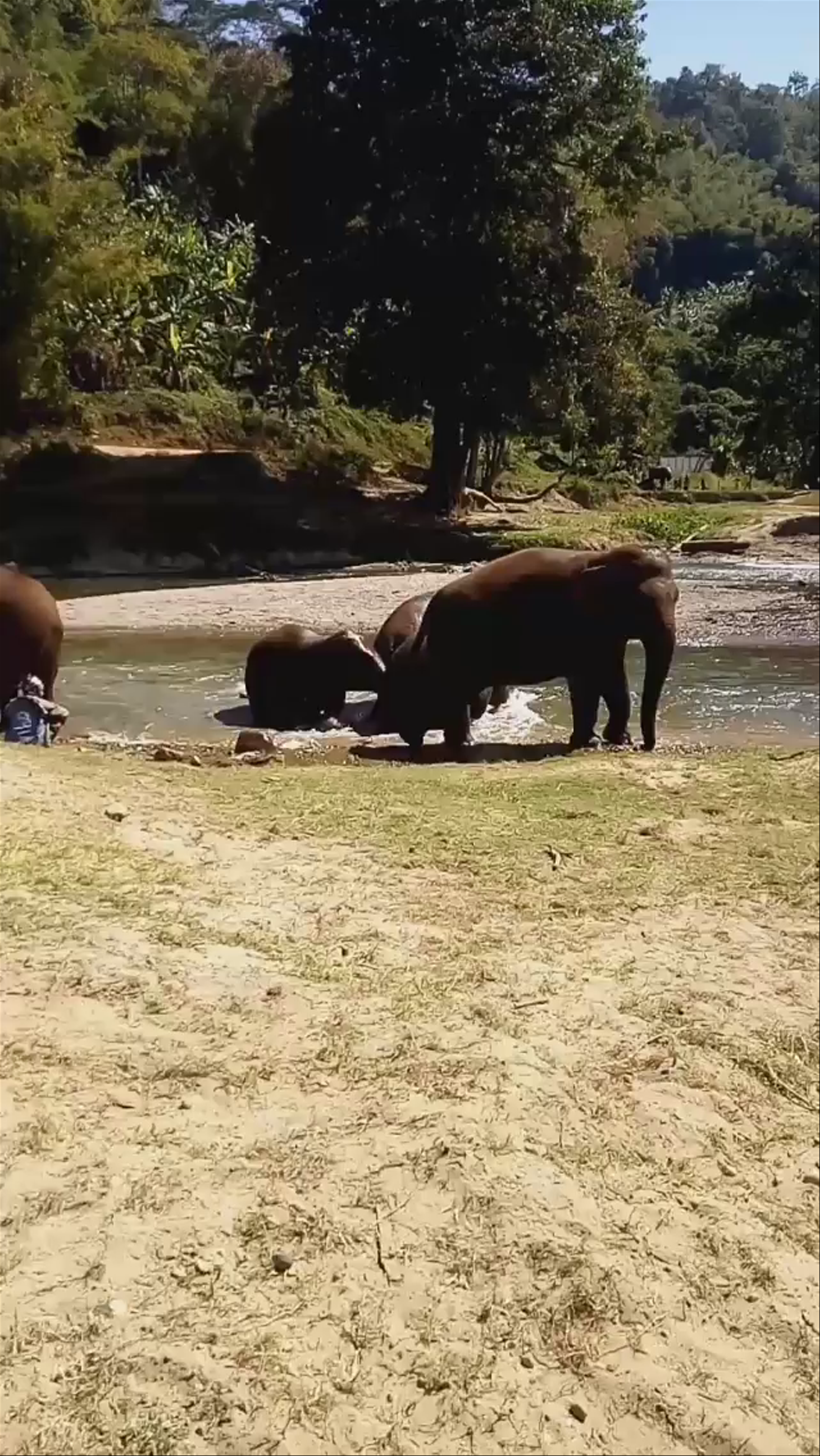 Elephant Nature Park