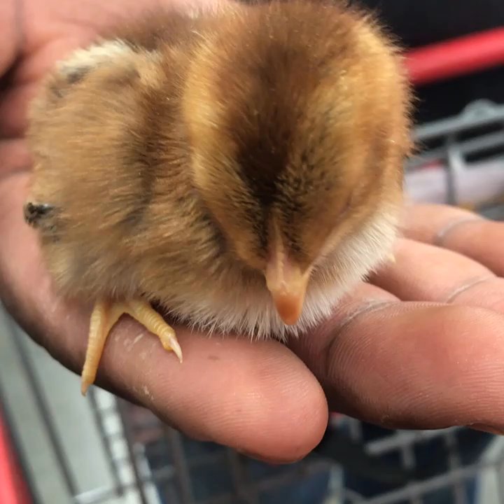 Tractor Supply - Chickie Babies - Farming Equipment Near Me - Merrillville, Indiana