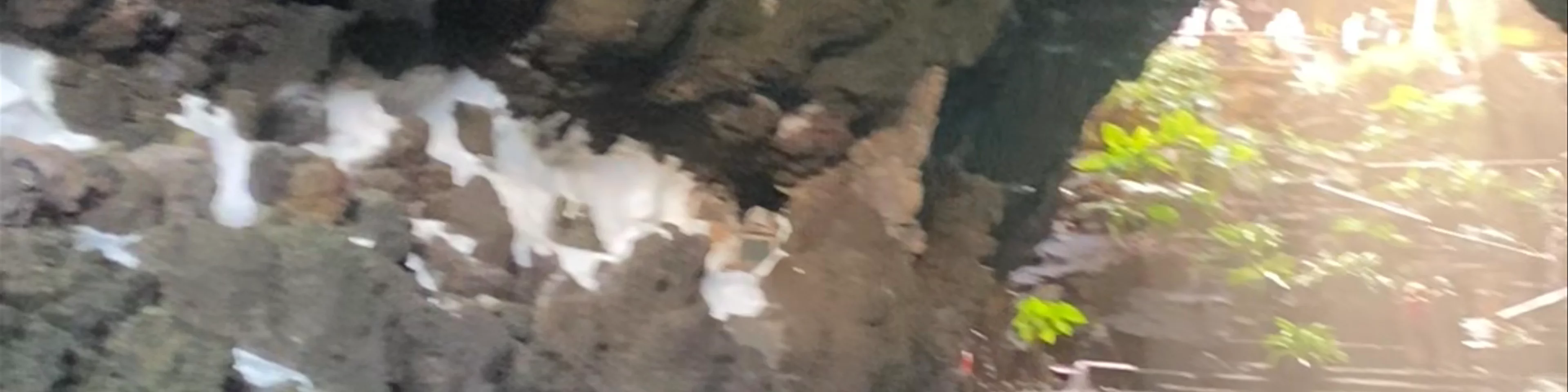 Jameos del Agua