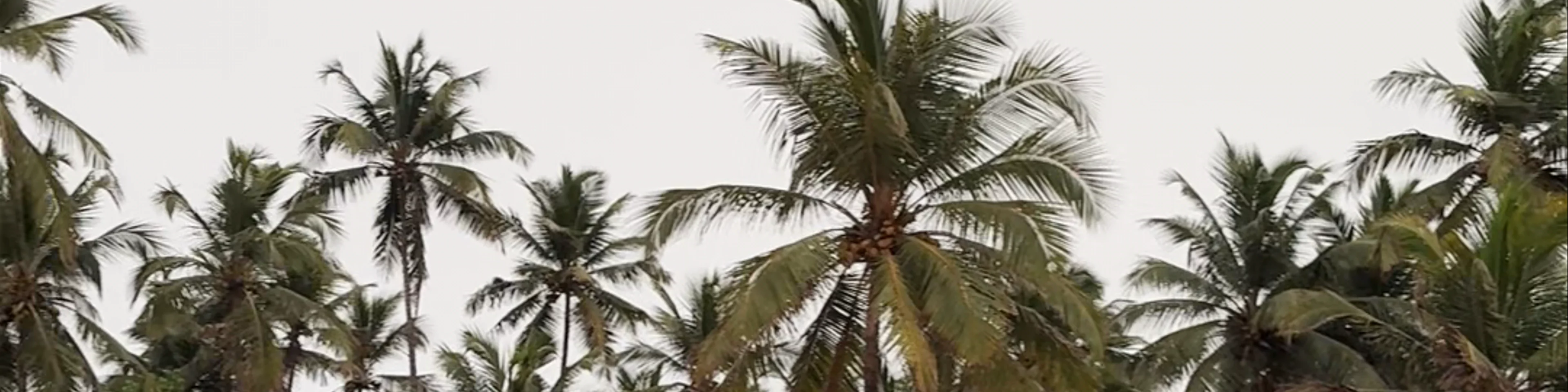 Cuba Palolem
