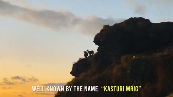 Photo of "Happy World Wildlif