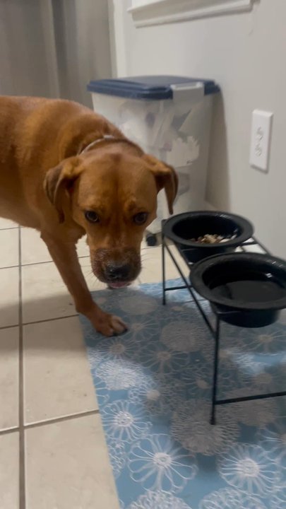 Big Reds Bed & Biscuit - Painful to eat due to chemical burns in mouth - Pet Sitting Near Me - Indian Trail, North Carolina