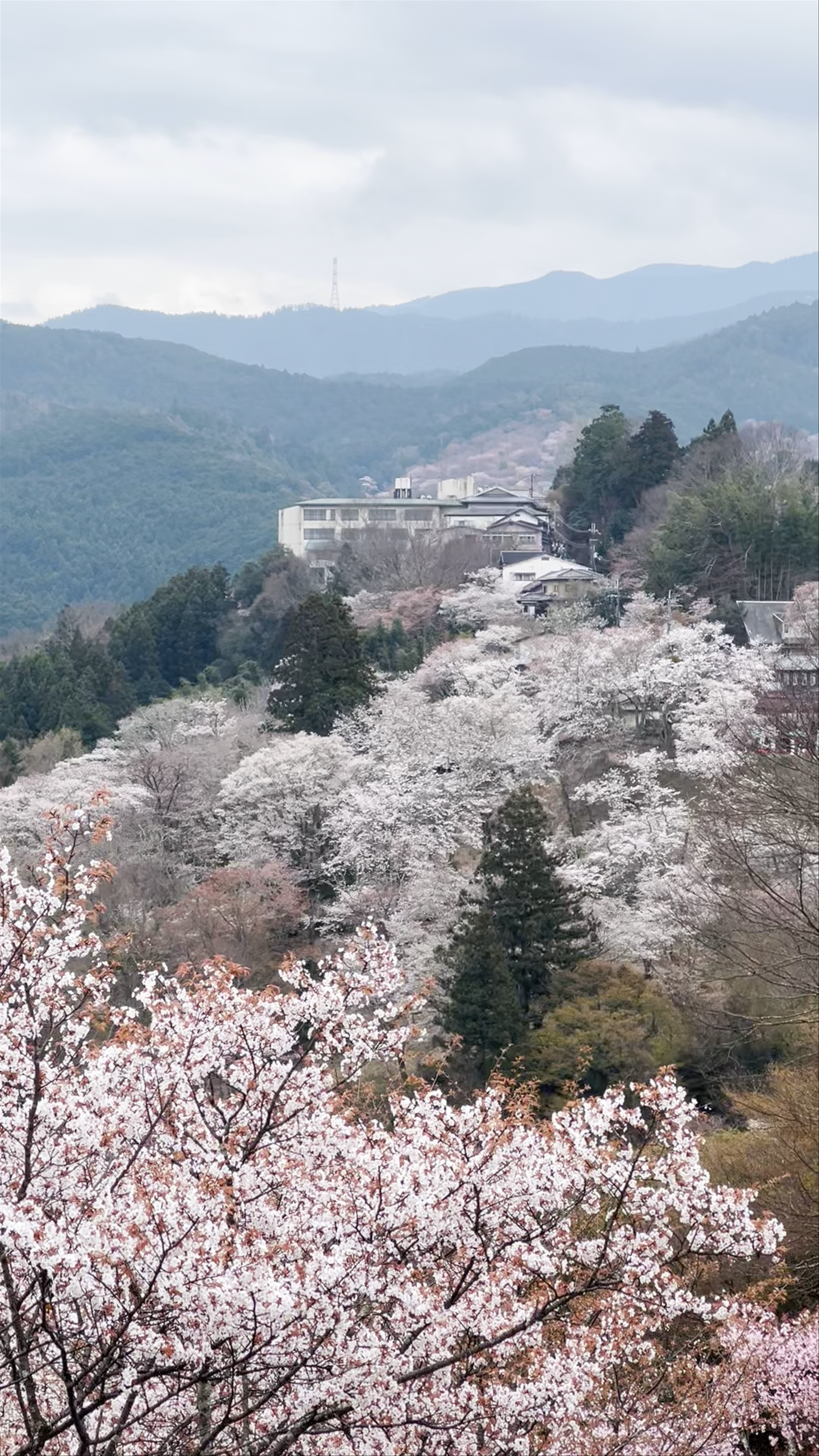 Mount Yoshino Cherry Blossoms: A Serene Spring Escape in Nara, Japan